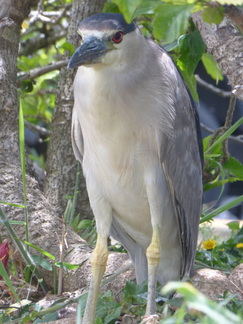 Black-crowned night heron, waterbird, hawaii, wetlands, nature, birds,