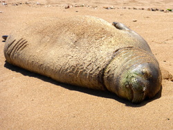 Hawaii Monk Seal Kauai