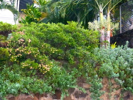 'a'ali'i, aalii, dodoneae viscosa, indigenous, plant, tropical plant, Hawaii, shrub, tree