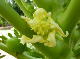 female, papaya, Hawaii, Carica papaya, flower, fruit,