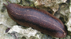 slugs, Hawaii, cuban slug, rat lungworm, diseases from slugs, garden pests, gastropods, bean slug, yellow shelled semislug