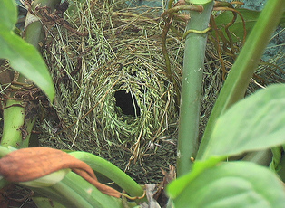 waxbill nest, grassy nest, domed nest, spherical nest, weaver, weaver bird, weaver finch, nest with entrance