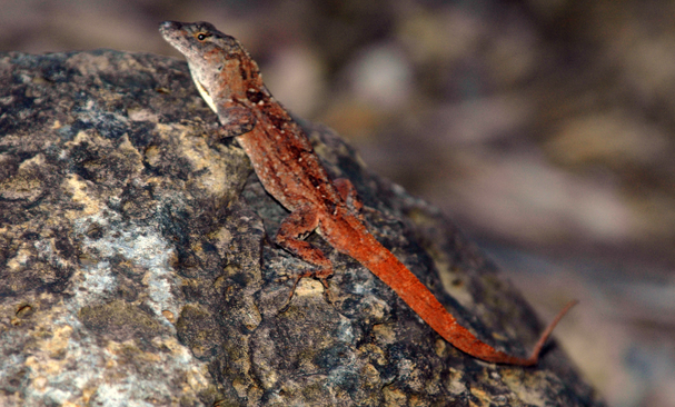 Anolis sagrei, red morph, brown lizard, red tail, Hawaii