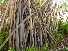 hinano, hala, pandanus tectorius, lauhala, keys, phalanges, looks like a pineapple, aerial roots, prop roots, spiky leaves