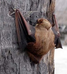 'Ope'ape'a, Hawaiian Hoary Bat, Lasiurus cinereus semotus, Hawaiian mammal, mammal, Hawaii, Chiroptera