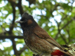 red vented bulbul, hawaii, birds, butterfly, monarch, nature