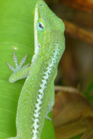 green anole, Anolis carolinensis, Hawaii, lizard, anole, herp, pink dewlap, displacement, decline, brown anole, intorduced, niche, arboreal