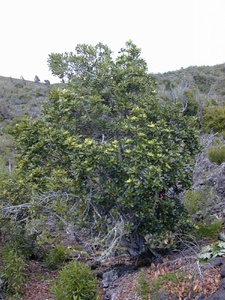 kolea, Myrsine lessertiana, native plants Hawaii, endemic, plant, tree, shrub, Hawaii, pink liko, purple liko
