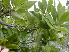 kolea, Myrsine lessertiana, colicwood, native plants Hawaii, endemic plant, shrub, pink liko, pink leaf buds