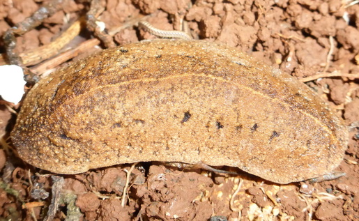 slugs, Hawaii, cuban slug, rat lungworm, diseases from slugs, garden pests, gastropods, bean slug, yellow shelled semislug