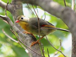 red-billed leiothrix, birds, Hawaii, red bill, yellow throat, wingtips colored, forked tail, small bird, Leiothrix lutea, olive green