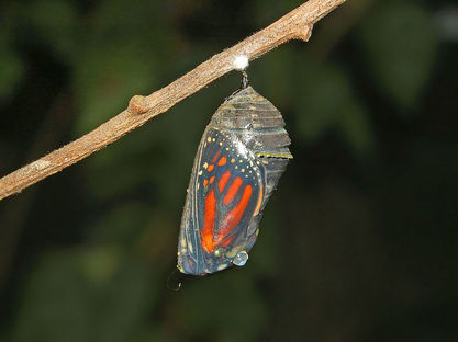 monarch pupa, hawaii, insects, butterfly, invertebrates, backyard, nature