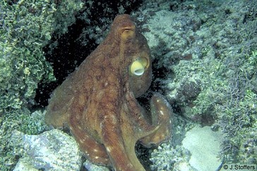 Octopus cyanea,Octopus, he'e, day octopus, tako, Hawaii, cephalopod, ink, mantle, suction cups, reproduction, life span, spearfishing  day octopus, cephalopod, Hawaii, Octopus cyanea,  Hawaii, marine invertebrate, cephalapod, tako, spearfishing, marine invertebrate