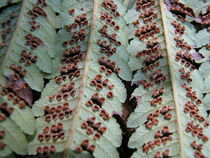 Cibotium glaucum, hapu'u pulu, tree fern, Hawaii,  endemic plants, plants, native
