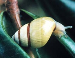Oahu, tree snail, Hawaii, Achatinella, gastropod, endangered, invertebrate