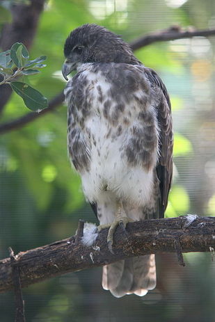 Buteo solitarius, Hawaiian hawk, 'Io, bird of prey, Hawaii, raptor, nesting, breeding