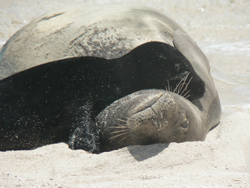 Monk seal and pup