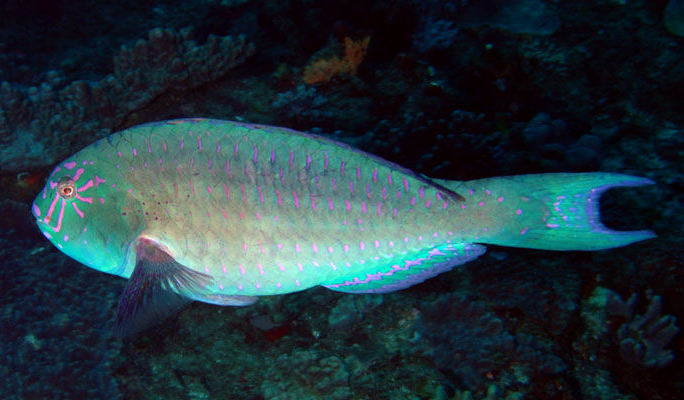 stareye parrotfish, Hawaii, endemic fish, uhu, parrotfish, beak-like mouth, blue and green large fish, scarids,