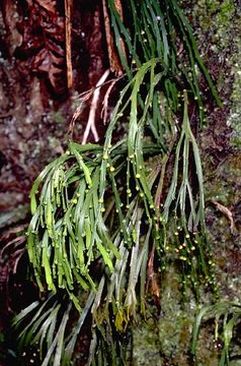 Moa, native plants, Hawaii,  moa nahele, pipi, Psilotum complanatum, Psilotum nudum, whisk fern, indigenous, sporangium