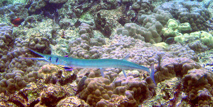 needlefish hawaii fish, needlefish, skinny fish, long fish
