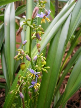 'uki'uki, ukiuki, native plants, Hawaii, blue berry, purple berry, lily, Dianella sandwicensis, ground cover