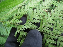 palapalai, native fern, indigenous plant, lacy fern, hay-scented fern, palaa, lei making, Microlepia strigosa,  lei po'o, lei kupe'e, lei 'a'i, Sphenomeris chinensis