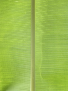 banana, mai'a, Hawaii, corm, suckers, pohuli, kapa, pseudostem, banana ripening, keiki, lei-making, care, how to grow