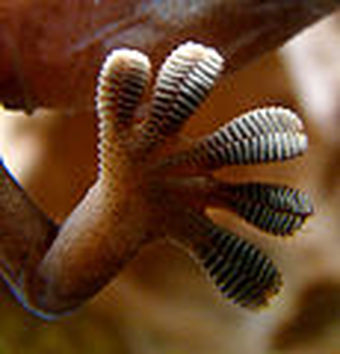 Hemidactylus frenatus, house gecko, gecko, lizards, Hawaii, gecko tape, toe pads