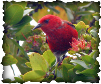 apapane birds hawaii