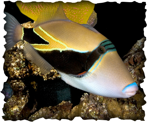 reef triggerfish, fish, Hawaii, humuhumunukunukuapuaa, nature, marine, blue lips, 