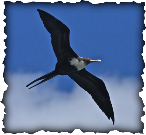 Great Frigatebird, frigatebird, 'iwa, Hawaii, seabirds, birds,  Frigata minor palmerstoni