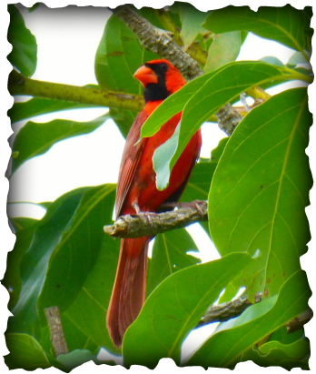 Birds, Hawaii, northern cardinal, Cardinalis cardinalis, red bird, crested bird, black mask, red bill