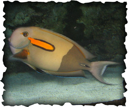 Acanthurus olivaceus, orangespot surgeonfish, surgeonfish, tangs, Hawaii, fish, reef, orange spot, scalpel