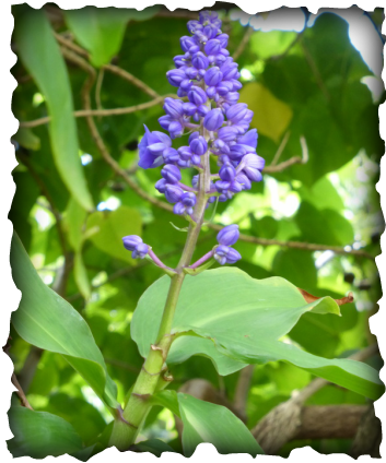 Blue ginger, Dichorisandra thyrsiflora, purple flower, Brazil, Hawaii, garden