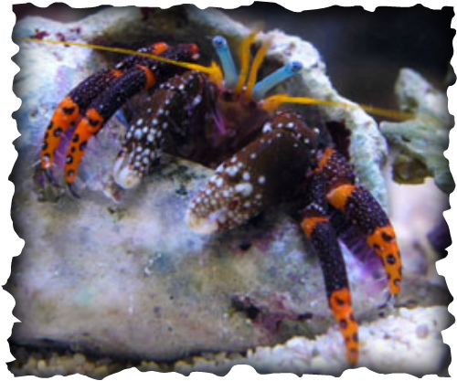 Calcinus elegans, hermit crab, tidepool, Hawaii, decopod, marine invertebrate, crab, crustacean, elegant hermit crab, banded legs, blue eyes