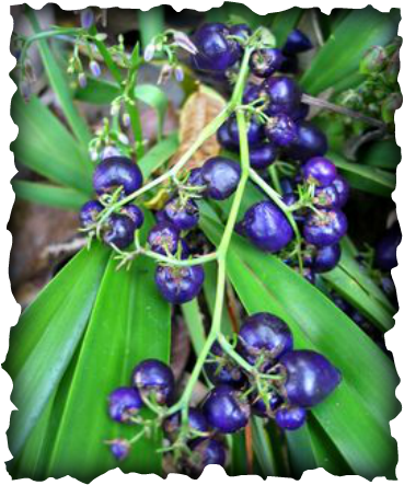 ''uki'uki, ukiuki, native plants, Hawaii, blue berry, purple berry, lily, Dianella sandwicensis, ground cover,