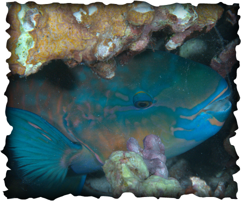 bullethead, Hawaii, endemic fish, uhu, parrotfish, beak-like mouth, blue and green large fish, scarids