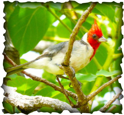 Brazilian cardinal, Red-crested cardinal, Paroaria coronata, cardinal, Hawaii, crested, red head