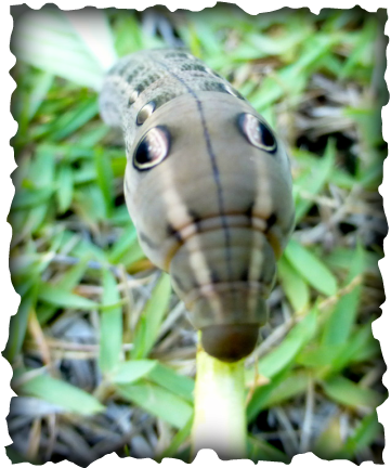 Vine Hawk Moth, Hawaii, Moth, caterpillar, Hippotion rosetta, sphinx moth, brown caterpillar, eyespots, spike, tail horn, pentas, pupa, cocoon,