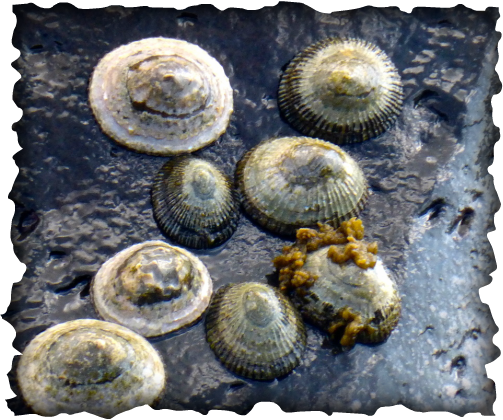 'opihi, limpet, blackfoot, yellowfoot, kneecap, 'Opihi Partnership, Cellana exarata, Cellana sandwicensis, marine snail, mollusc, gastropod