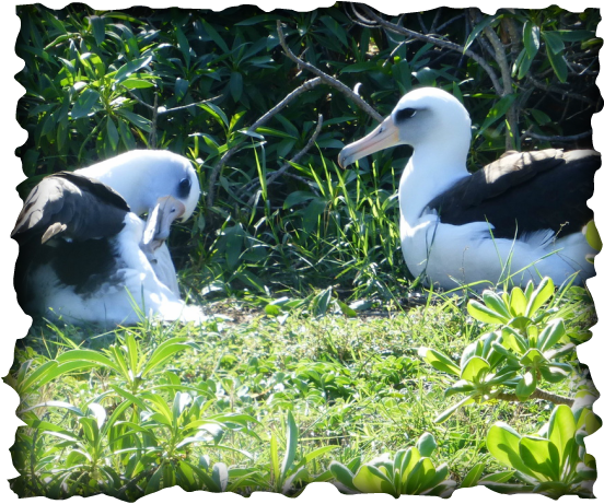 moli, laysan albatross, Phoebastria immutablis, Ka'ena point, Oahu, Wisdom, sea bird, Hokule'a, courtship display, large wingspan, goony bird