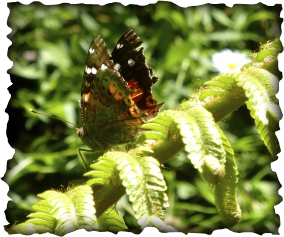 Vanessa tameamea, pilelehua, native butterfly, Hawaii, endemic, Pulelehua project, state insect, mamaki, host plant, caterpillar, Kamehameha butterfly