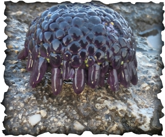 Colobocentrotus atratus, ha 'uke 'uke, shingle urchin, helmet urchin, echinoderms, purple, pebbly, test, edible, roe, tidepools, Hawaii, coralline algae, Porolithon, splash zone, wave impact