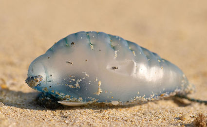 Blue bottle, portuguese man of war, marine invertebrates of Hawaii, Physalia utriculus, blue bubble, beach, stingers, venomous,