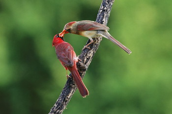 female cardinal, northern cardinal, Hawaii, red bird, crested, crest, Hawaii