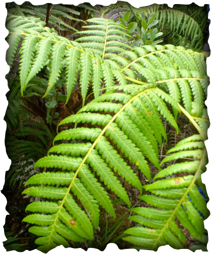 hapuu, hawaiian  tree fern, fern, nature, plants, cibotium glaucum, native plants, hapuʻu ʻiʻi, pulu
