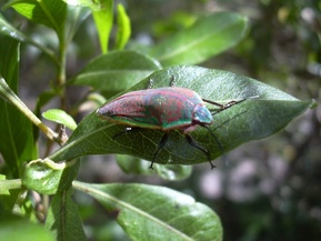 koa bug, jewel bug, Hawaii, Coleotichus blackburniae, true bug, koa, 'a'ali'i