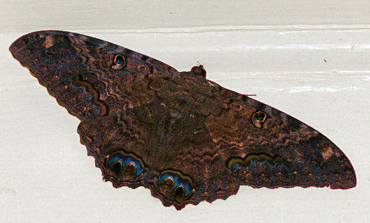 Black Witch Moth, Ascalapha odorata, moth, Hawaii, invertebrate, insects, large black moth, batlike moth, big moth,