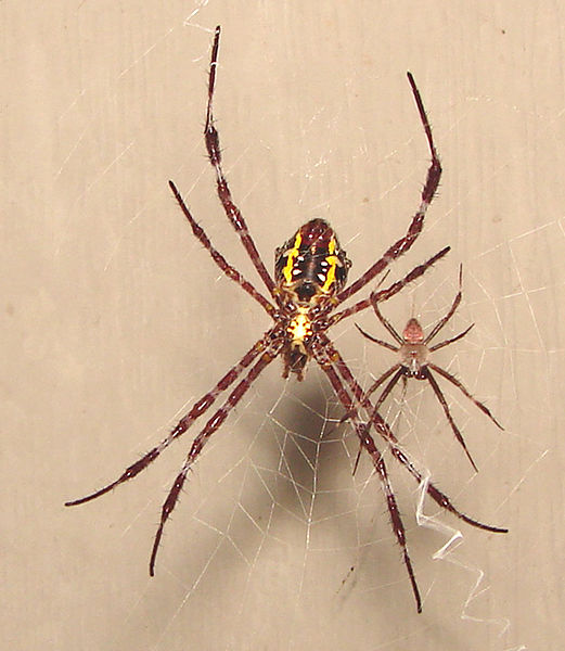 Argiope appensa, garden spider, Hawaii, Hawaiian garden spider, big yellow and black spider, spider web, pattern in web