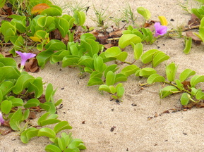 pohuehue, seaside morning glory, beach morning glory, vine, beach, coastal plant, purple flower, erosion control, indigenous plant